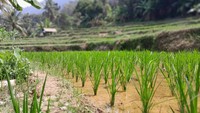 Dikelilingi oleh hamparan sawah hijau yang subur, kebun kopi yang harum, serta kebun durian yang lebat, desa wisata Mekarbuana menawarkan suasana pedesaan yang segar dan jauh dari hiruk-pikuk perkotaan. (Asti Azhari/detikTravel)