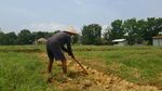 Potret Indah Desa Wisata Mekarbuana Karawang, Sawah Hijau Sejauh Mata Memandang