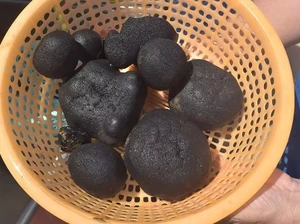 Jepang Temukan Mineral Senilai Rp 415 Triliun, Tajir Mendadak!