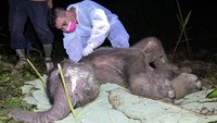 Bayi gajah Sumatera berkelamin jantan yang baru lahir dua hari tersebut ditemukan mati dikarenakan dehidrasi berat atau kekurangan cairan serta infeksi di bagian pusar.