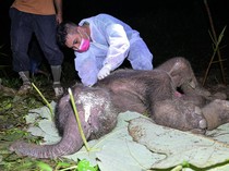 Kasihan, Anak Gajah Sumatra Ditemukan Mati di Aceh Jaya