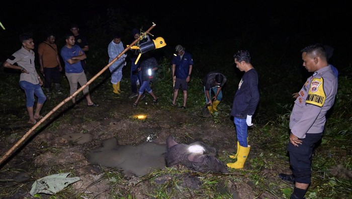 Kasihan, Anak Gajah Sumatera Ditemukan Mati di Aceh Jaya Petugas dari Balai Konservasi Sumber Daya Aalam (BKSDA) Aceh bersama Tim dokter hewan membedah bangkai anak gajah Sumatera (Elephas maximus sumatrensis) saat proses nekropsi di kawasan Hutan Desa Alue Jang, Kecamatan Pasie Raya, Kabupaten Aceh Jaya, Aceh, Minggu malam (17/11/2024). Bayi gajah Sumatera berkelamin jantan yang baru lahir dua hari tersebut ditemukan mati dikarenakan dehidrasi berat atau kekurangan cairan serta infeksi di bagian pusar. ANTARA FOTO/Zahlul/Lmo/agr