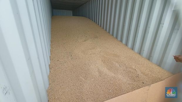 Kedelai asal Amerika Serikat tiba di Indonesia dan bakal melewati serangkaian tes oleh Badan Karantina Indonesia (Barantin) di Pelabuhan Tanjung Priok, Jakarta, Selasa (19/11/2024). (CNBC Indonesia/Ferry Sandi)