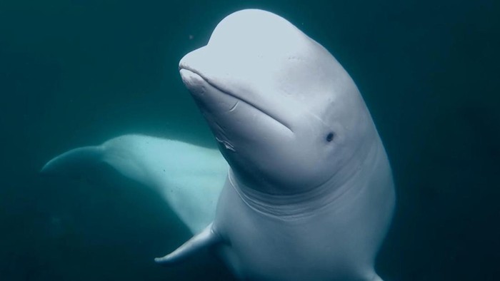 Misteri paus beluga yang dituduh mata-mata Rusia