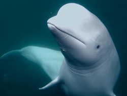 Tragis! 30 Paus Beluga Terancam Disuntik Mati Massal