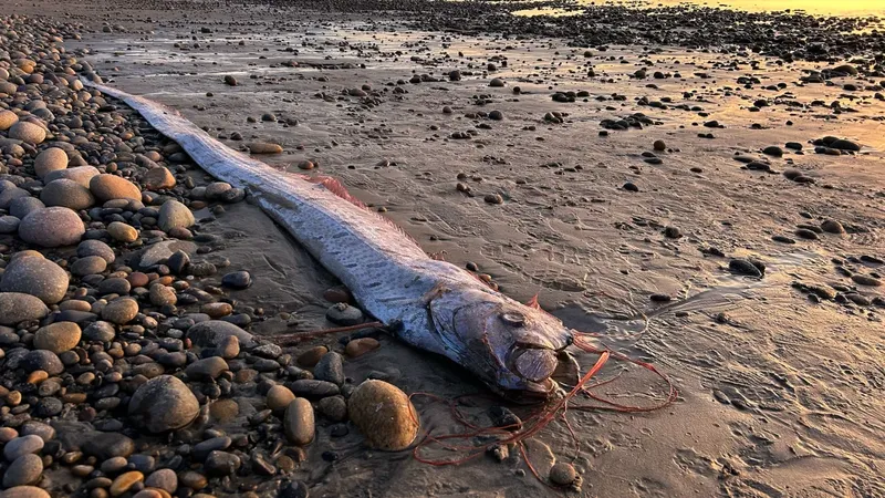 Oarfish ketiga di California