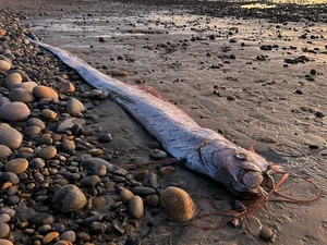 Muncul Lagi, Ikan Kiamat Sudah 3 Kali Terlihat Tahun Ini