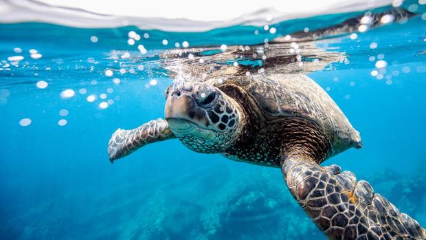 Penyu hijau Chelonia mydas di Maui, Hawaii, AS.