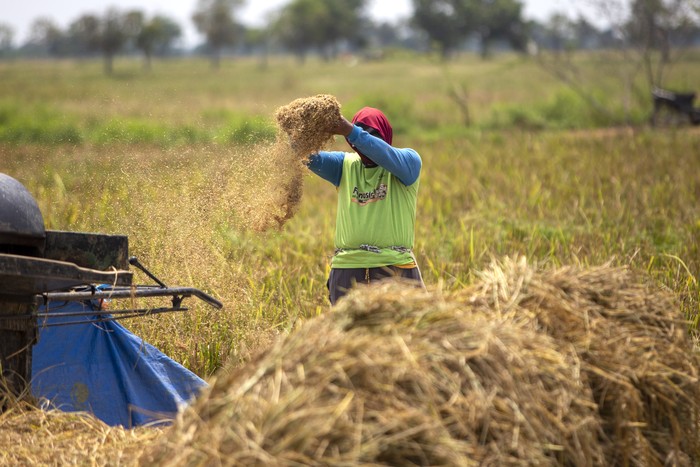 Petani membersihkan gabah hasil panennya di area sawah desa Pekandangan, Indramayu, Jawa Barat, Selasa (19/11/2024). Pemerintah Provinsi Jawa Barat mengoptimalkan berbagai upaya strategis guna mengejar target produksi gabah kering giling (GKG) sebanyak 11.084.635 ton pada akhir 2024. ANTARA FOTO/Dedhez Anggara/YU