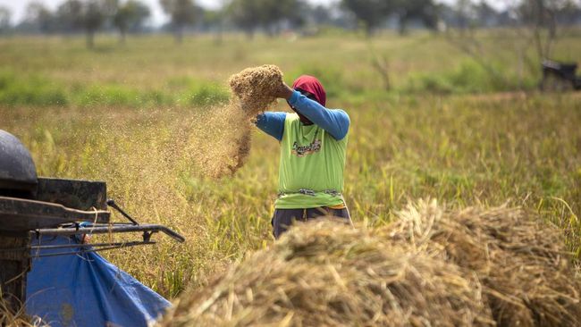 Petani di Indramayu Geber Produksi Beras