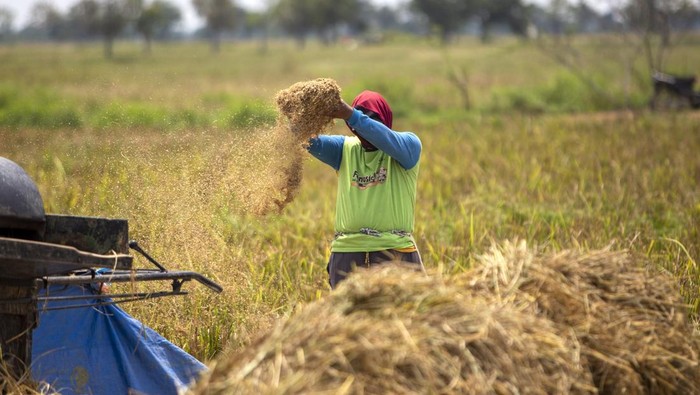 Petani membersihkan gabah hasil panennya di area sawah desa Pekandangan, Indramayu, Jawa Barat, Selasa (19/11/2024). Pemerintah Provinsi Jawa Barat mengoptimalkan berbagai upaya strategis guna mengejar target produksi gabah kering giling (GKG) sebanyak 11.084.635 ton pada akhir 2024. ANTARA FOTO/Dedhez Anggara/YU