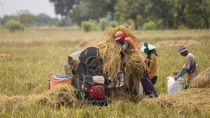Petani membersihkan gabah hasil panennya di area sawah desa Pekandangan, Indramayu, Jawa Barat, Selasa (19/11/2024). Pemerintah Provinsi Jawa Barat mengoptimalkan berbagai upaya strategis guna mengejar target produksi gabah kering giling (GKG) sebanyak 11.084.635 ton pada akhir 2024. ANTARA FOTO/Dedhez Anggara/YU