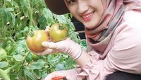 Berbekal pendidikannya di Agroteknologi, dengan bangga Melody menunjukkan tumbuhan tomatnya yang mulai matang. Foto: Instagram @melodylaksani92