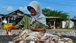 Produksi Ikan Asin di Serang Anjlok!