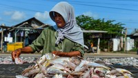 Menurut pengusaha ikan asin setempat, dalam sepekan terkahir produksi ikan asin menurun dari 100 kg menjadi 20 kg per hari karena kurangnya pasokan bahan baku dari nelayan yang tidak melaut akibat air pasang.