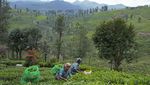 Ribuan Hektare Kebun Teh di India Ancam Kelestarian Hutan