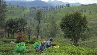 Namun aksi pemulihan ini sadar bahwa harus ada kerja sama dengan masyarakat sekitar yang di mana hampir semua orang di wilayah yang berpenduduk lebih dari 700.000 jiwa itu menanam teh hitam, teh hijau, dan teh putih atau bekerja dengan hampir 3 juta wisatawan yang datang untuk menghindari panas terik dataran India.  
