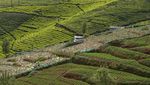 Ribuan Hektare Kebun Teh di India Ancam Kelestarian Hutan
