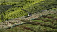 Menurut perkiraan, hampir 135.000 hektar teh telah ditanam di pegunungan, merusak hampir 70% padang rumput dan hutan asli.  