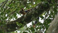 Tujuan mereka adalah untuk mengembalikan hutan yang menjadi rumah bagi lebih dari 600 tanaman asli dan 150 spesies hewan yang hanya ditemukan di wilayah tersebut.  