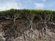 Ribuan Hektare Kebun Teh di India Ancam Kelestarian Hutan
