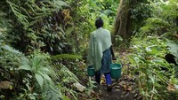 Hutan suci ini dulunya menyelimuti pegunungan Western Ghats, tetapi hampir 200 tahun yang lalu, penjajah Inggris membangun perkebunan teh secara berjajar.  