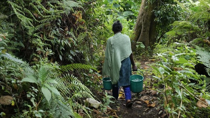 Ribuan Hektare Kebun Teh di India Ancam Kelestarian Hutan Motorists ride through the Shola-grassland forests or cloud forests in Nilgiris district, India, Wednesday, Sept. 25, 2024. (AP Photo/Aijaz Rahi)