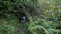 Beberapa hutan yang masih berdiri saat ini dilindungi oleh masyarakat Pribumi yang melestarikannya demi kepercayaan dan tradisi mereka, atau ditanam dan dirawat kembali oleh para ahli ekologi yang mencabut pohon teh dari lahan pertanian yang tidak digunakan lagi dan menanam benih asli wilayah dengan keanekaragaman hayati.  