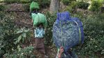 Ribuan Hektare Kebun Teh di India Ancam Kelestarian Hutan