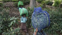 Hutan di antara perkebunan teh diakui oleh Perserikatan Bangsa-Bangsa sebagai salah satu dari delapan titik panas keanekaragaman hayati di dunia.   