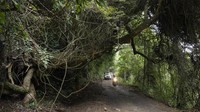 Butuh waktu puluhan tahun, tetapi upaya mereka akhirnya mulai membuahkan hasil karena hutan tumbuh subur meskipun terjadi kerusakan ekologi dan cuaca yang lebih liar akibat perubahan iklim.  