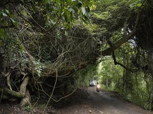 Pemandu Telantarkan Turis di Hutan Habitat Harimau gegara Mobil Mogok