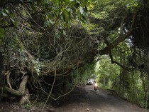 Pemandu Telantarkan Turis di Hutan Habitat Harimau gegara Mobil Mogok