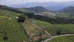 Ribuan Hektare Kebun Teh di India Ancam Kelestarian Hutan