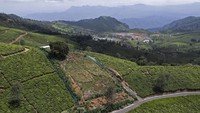 Hamparan pepohonan asli, bunga, dan sesekali tanah pemakaman prasejarah terjepit di antara ratusan ribu hektare kebun teh di wilayah Nilgiris di India selatan.  