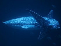 Akuarium China Gunakan Robot Hiu Paus demi Berhemat, Dianggap Tipu-tipu