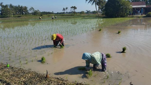 Salah satu petani di Sergai sedang menanam padi di sawah yang sudah siap tanam (Dok. Pemkab Sergai)