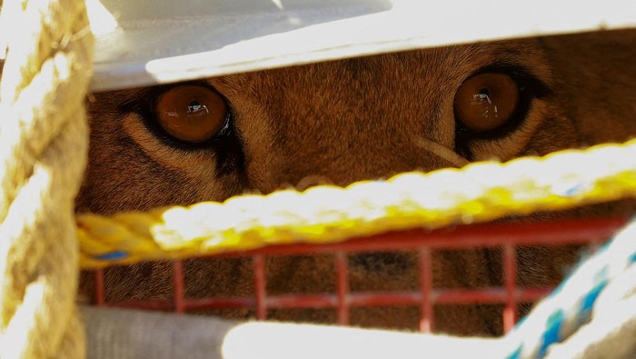 Seekor Singa Liar Ditangkap Gegara Berkeliaran di Pemukiman Warga A lioness looks on from inside a cage after being captured by the Fire Department when it was found loose in the Felipe Angeles neighborhood in Ciudad Juarez, Mexico November 18, 2024. REUTERS/Jose Luis Gonzalez TPX IMAGES OF THE DAY
