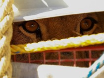 Seekor Singa Liar Ditangkap Gegara Berkeliaran di Pemukiman Warga