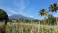 Gunung Dempo dari kebun warga.