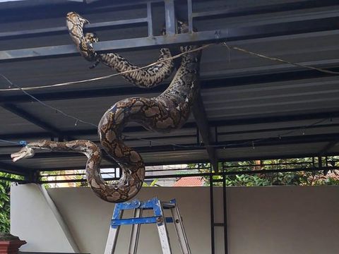 Ular sanca 5 meter ditangkap warga setelah memangsa ayam di Desa Kedungmalang, Kecamatan Sumbang, Kabupaten Banyumas, Selasa (19/11/2024).