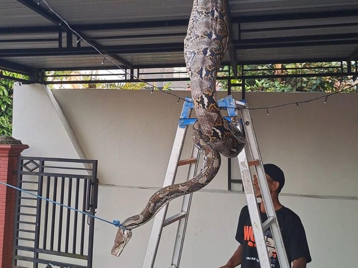 Ular sanca 5 meter ditangkap warga setelah memangsa ayam di Desa Kedungmalang, Kecamatan Sumbang, Kabupaten Banyumas, Selasa (19/11/2024).