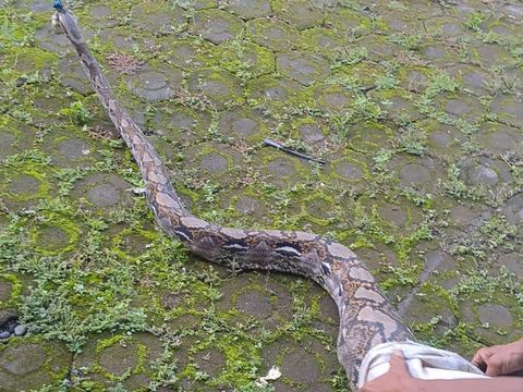 Ular sanca 5 meter ditangkap warga setelah memangsa ayam di Desa Kedungmalang, Kecamatan Sumbang, Kabupaten Banyumas, Selasa (19/11/2024).