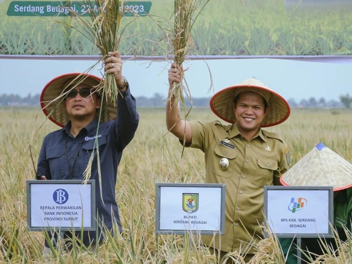 Wakil Bupati Sergai Adlin Tambunan saat panen raya beberapa waktu lalu (Dok. Pemkab Sergai)