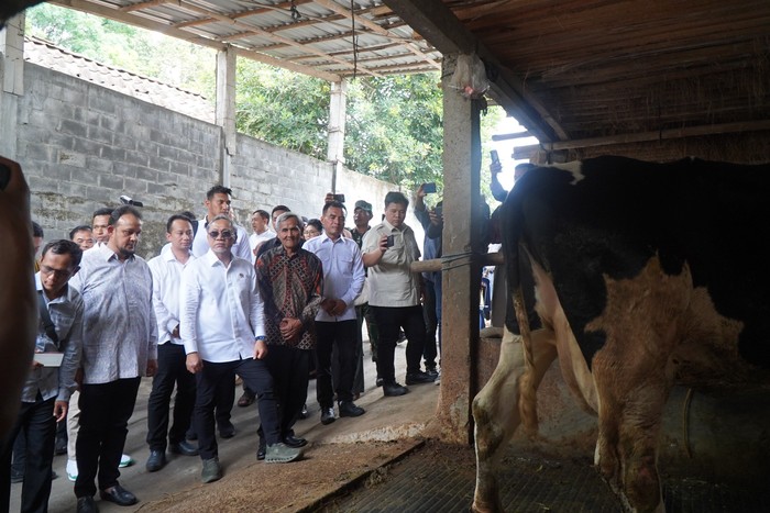 Zulkifli Hasan di peternak sapi