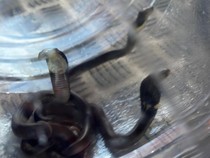 Hiii! 3 Ular Kobra Ngumpet di Salah Satu TK Bantul