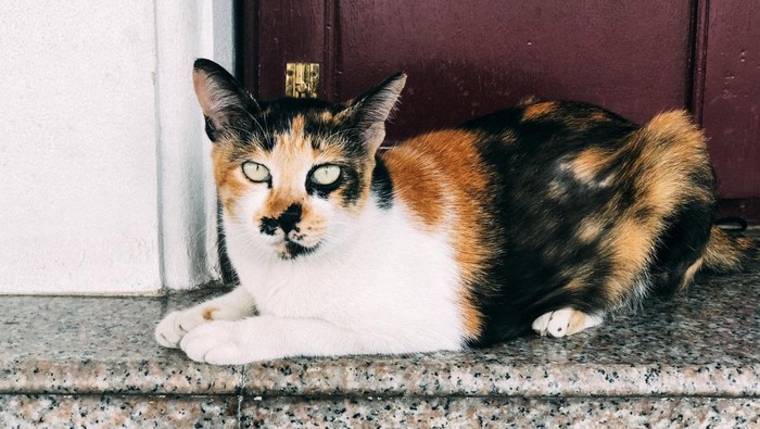 Ilustrasi kucing calico belang 3 warna