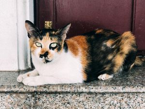 Catat! Ini Manfaat Steril pada Kucing yang Perlu Diketahui