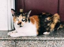 10+ Cara Mencegah Kucing BAB Sembarangan di Rumah dan Halaman