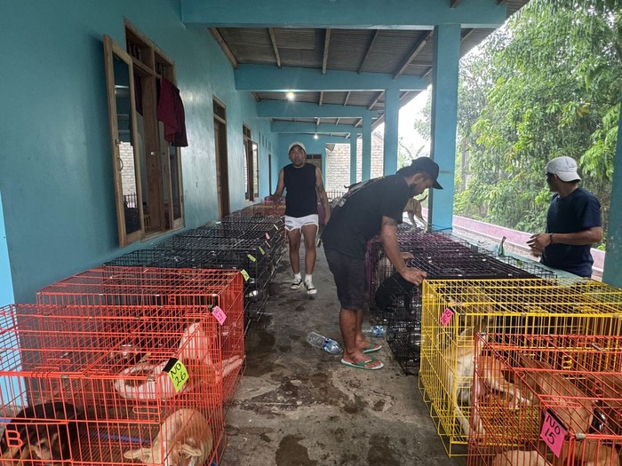 Kondisi anjing yang disekap di Banyuwangi sebelum dikirim ke Solo untuk dikonsumsi